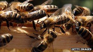 Bees contribute £430m to the UK economy, researchers said
